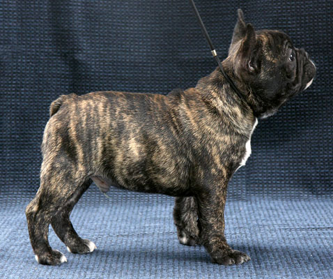 Brindle boy - 10 weeks