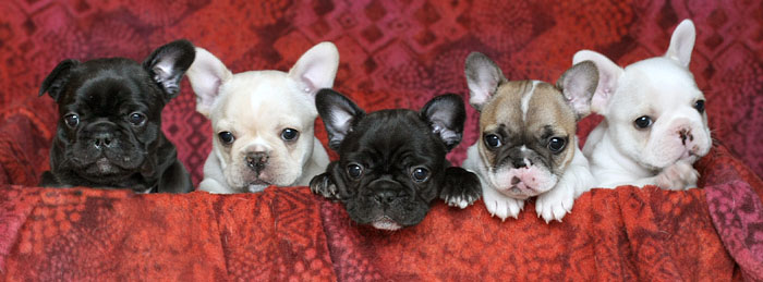Six weeks old