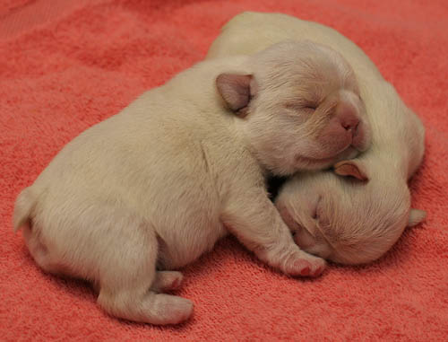 pictures of puppies sleeping. At 2 days old, the puppies