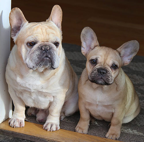 2 french bulldogs