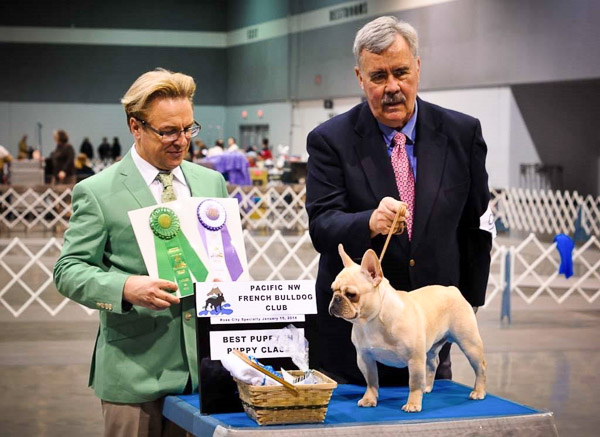 James dalton french sales bulldogs