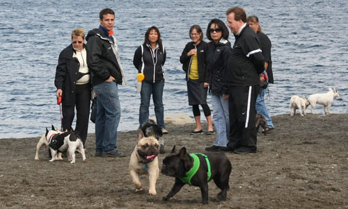 Frenchie Walk at Luther Burbank Park