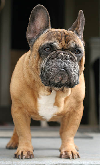 10 year old sales bulldog