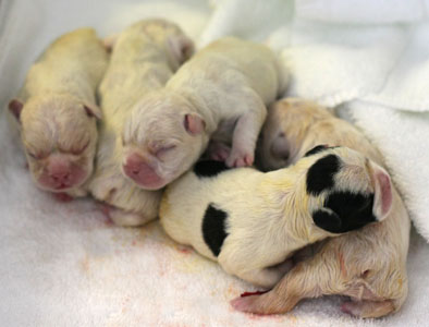 Squirrel puppies