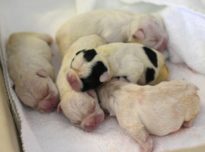 Squirrel puppies