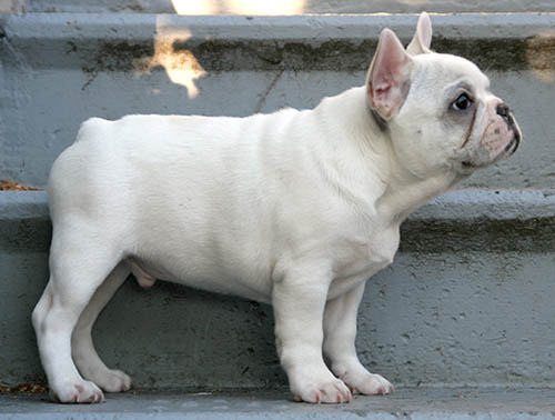 Jaxx on steps