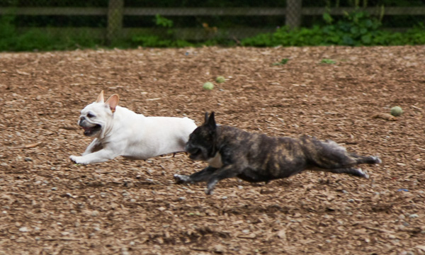 Gertie and Luna