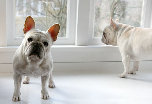 Gertie and Maxx