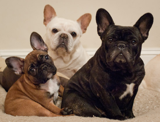 Hannah, Gertie and Lacy