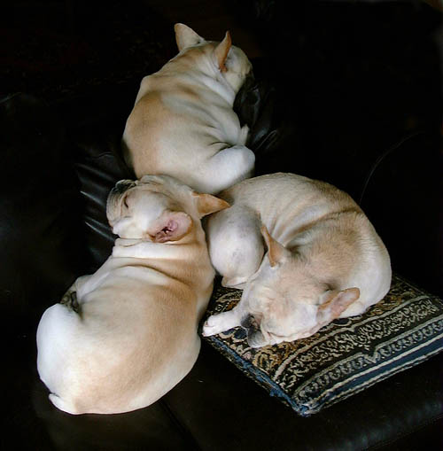 Phoenix, Maxx and Bo sleeping